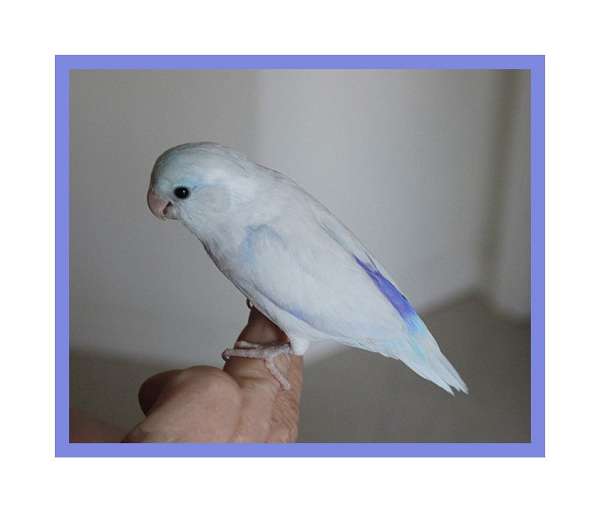 young-blue-white-bird-for-sale