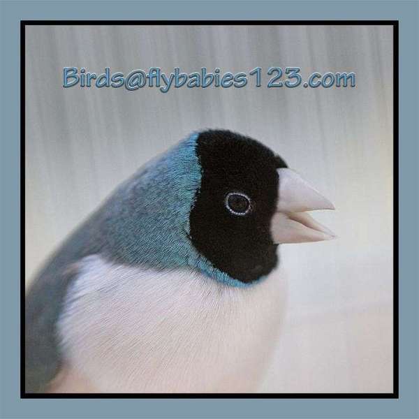 silver-yellow-lady-gouldian-finch-for-sale