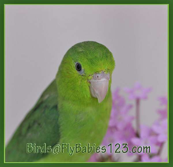 green-yellow--parrotlet-for-sale