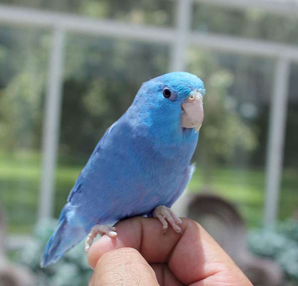 blue-white--parrotlet-for-sale