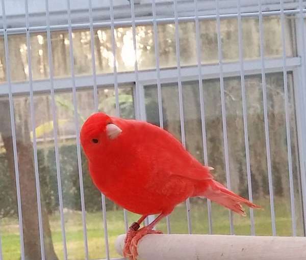 male--canary-for-sale