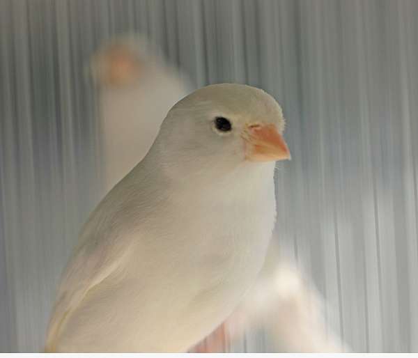 white-bird-for-sale-in-tampa-fl