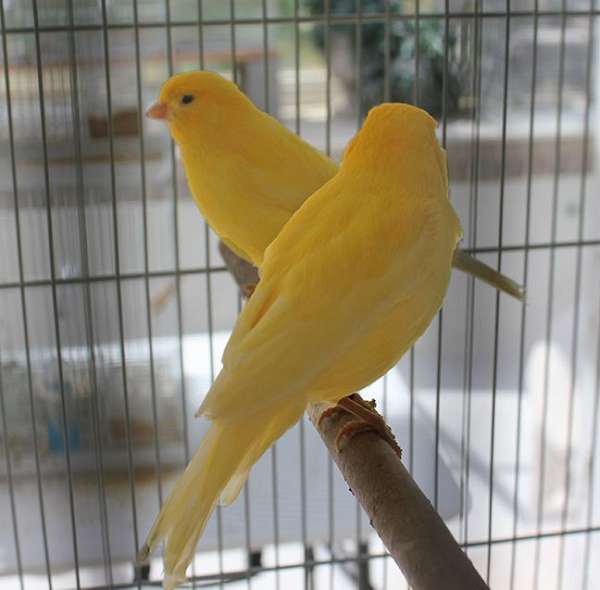 brown-yellow-bird-for-sale