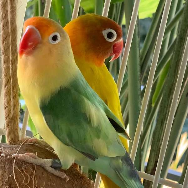 yellow--parrotlet-for-sale