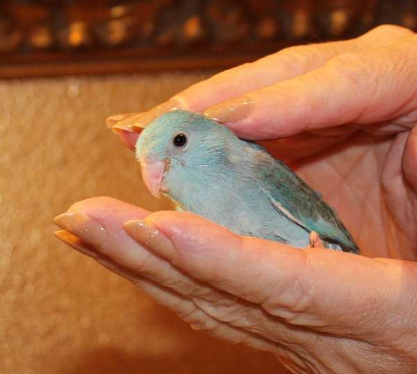 parrotlet-bird-for-sale