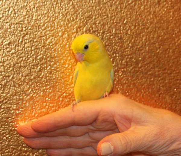 male-yellow-bird-for-sale
