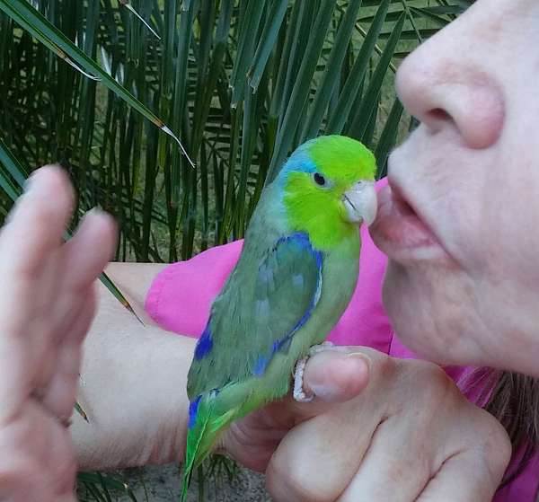 playful-bird-for-sale-in-tampa-fl