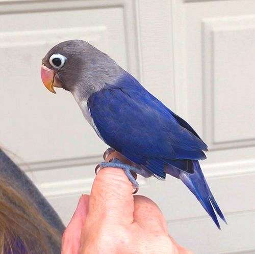 blue-grey-bird-for-sale