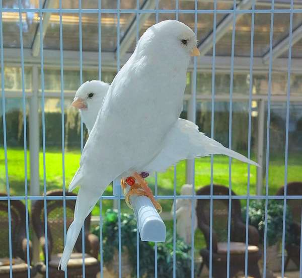 red-bonded-pair-bird-for-sale