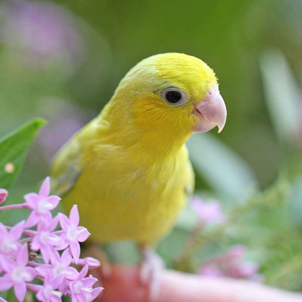 blue-yellow-bird-for-sale