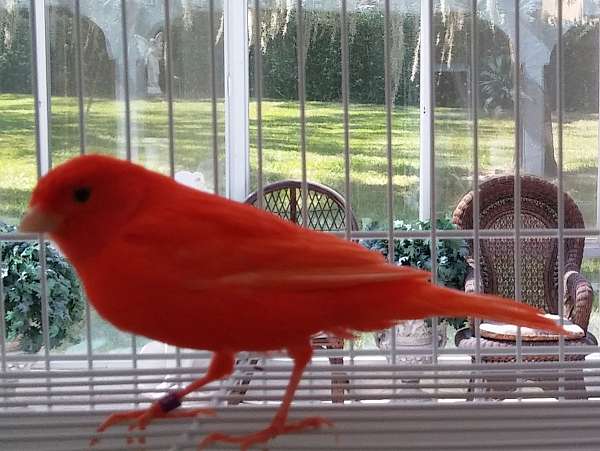red--companion-bird-for-sale