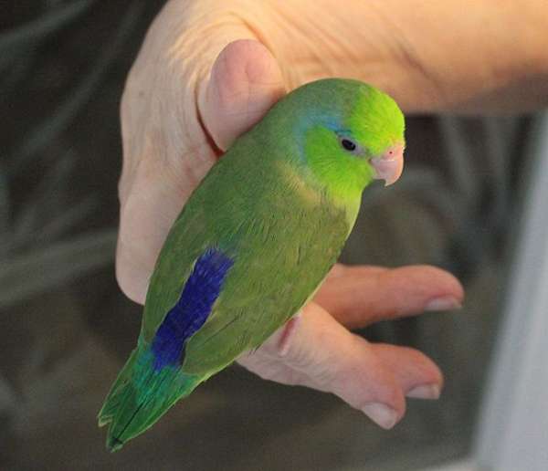 pet-female-bird-for-sale