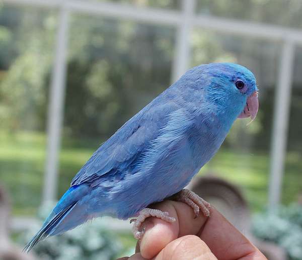 blue-white--rare-bird-for-sale