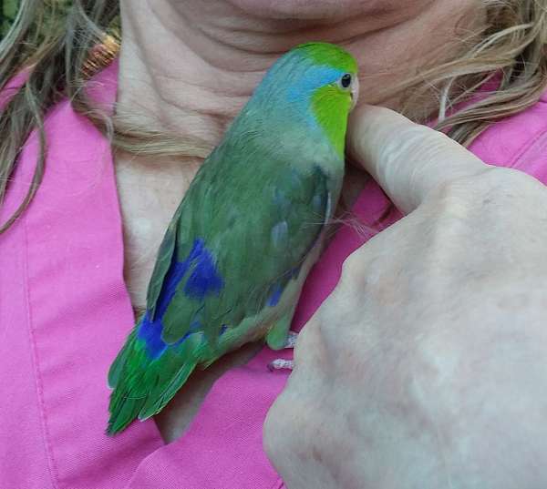 blue-green--parrotlet-for-sale