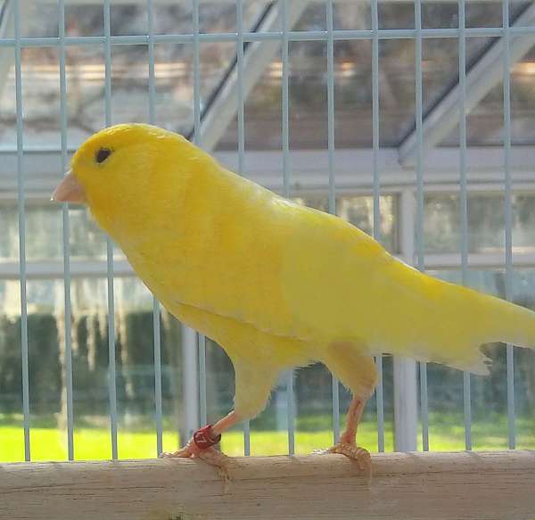yellow-canary-for-sale