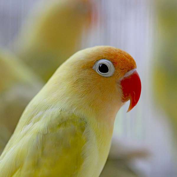 young-red-yellow-bird-for-sale