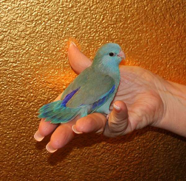 blue-white-parrotlet-for-sale