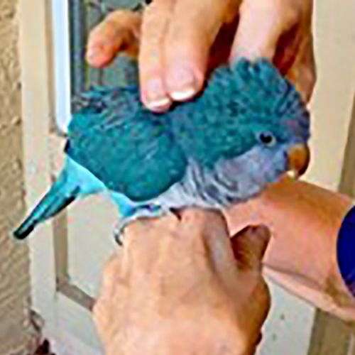 quaker-parrots-for-sale-in-tampa-fl