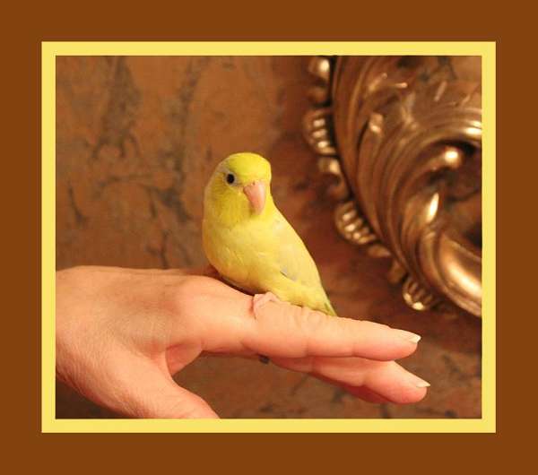 yellow-tame-bird-for-sale