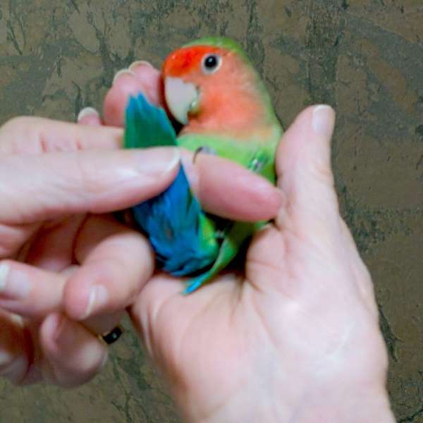 green-red--lovebird-for-sale