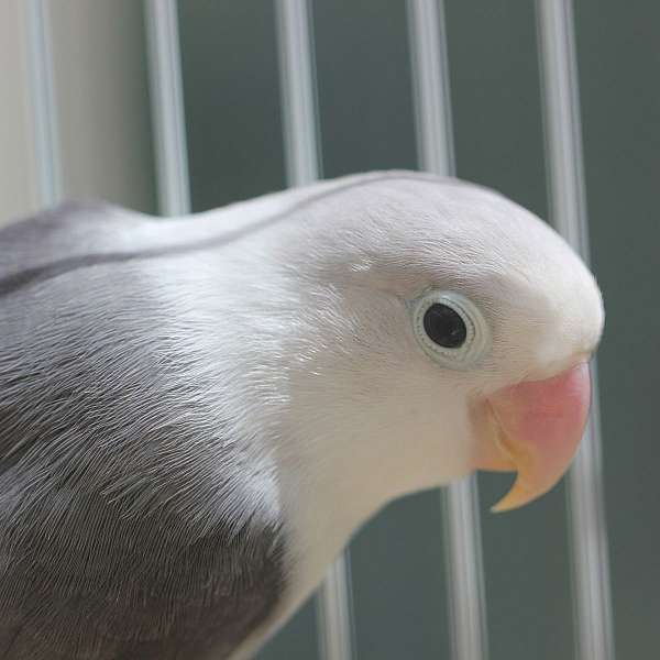 grey-white-bird-for-sale-in-tampa-fl