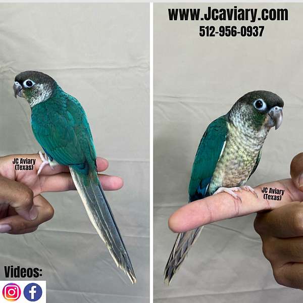 large-blue-and-gold-macaw-for-sale