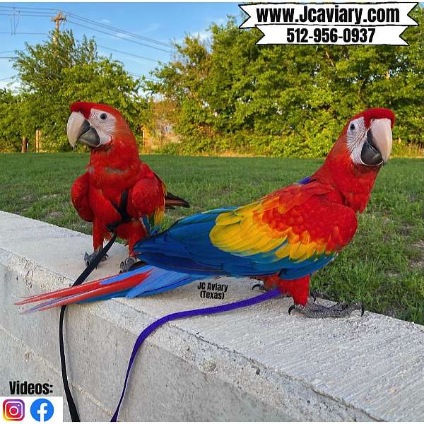 large-blue-and-gold-macaw-for-sale