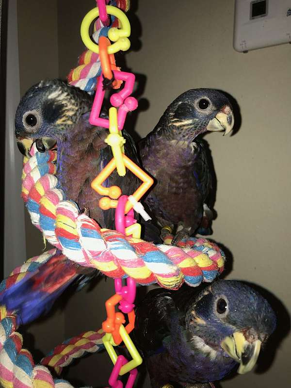 black-pionus-parrots-for-sale