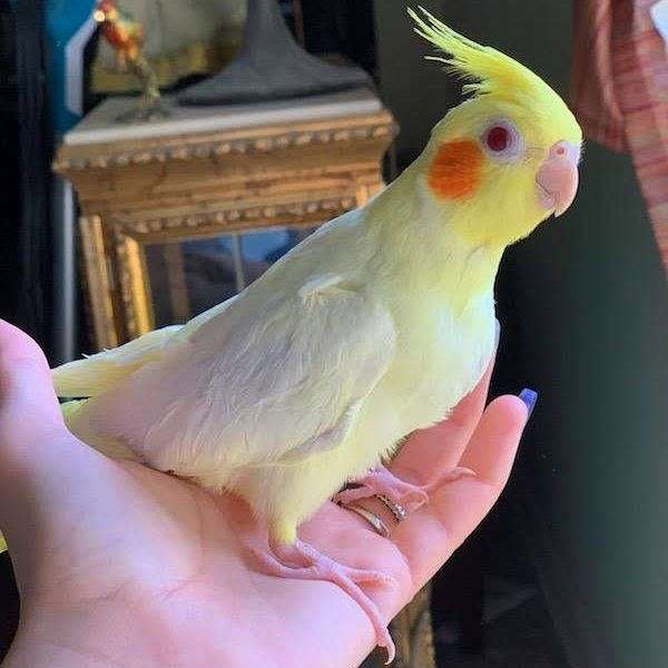 cockatiel-for-sale-in-tampa-fl