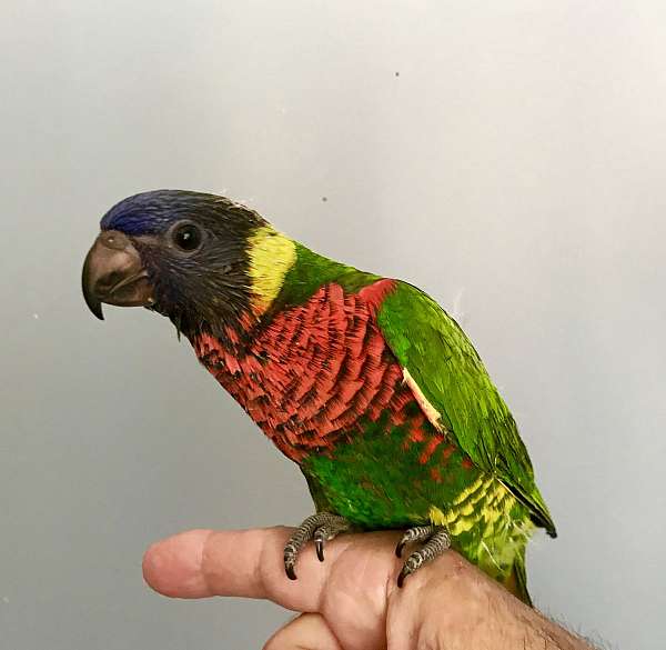 tame-lory-for-sale