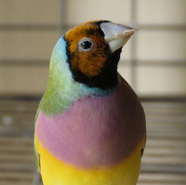 female-purple-yellow-bird-for-sale