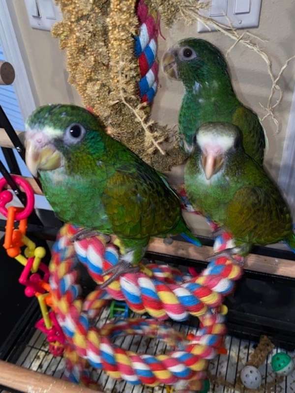 white-pionus-parrots-for-sale