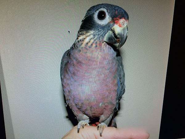 small-blue-headed-pionus-parrots-for-sale