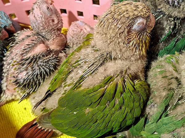 green-cheek-conure-for-sale-in-west-palm-beach-fl