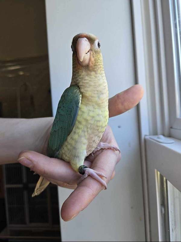 bird-parrot-for-sale-in-eau-claire-wi