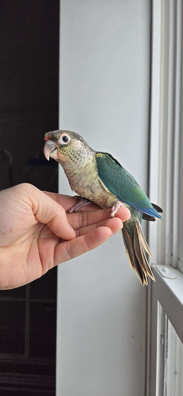 bird-parrot-for-sale-in-eau-claire-wi