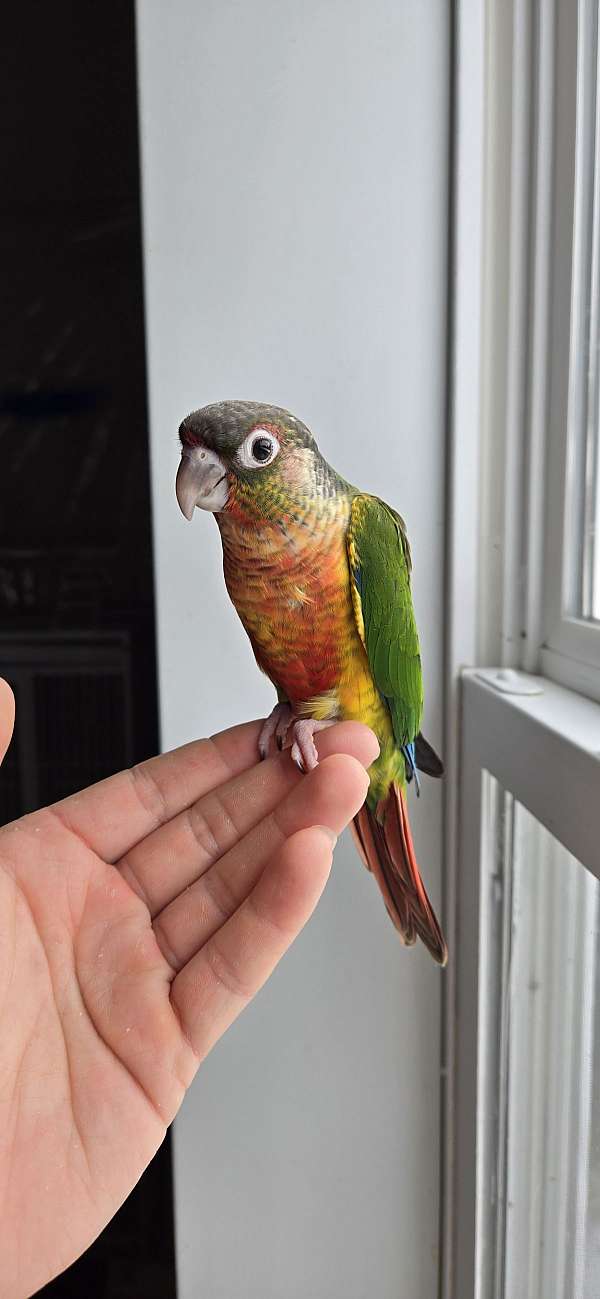 green-cheek-conure-for-sale