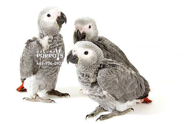african-grey-parrot-parrot-for-sale-in-irving-tx