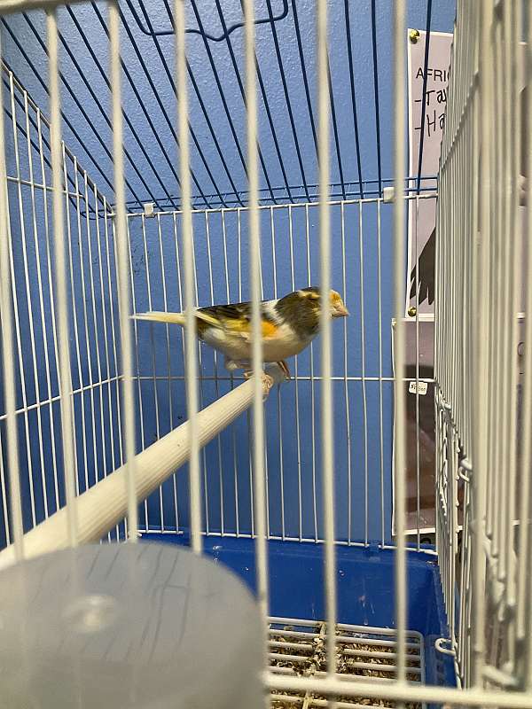 yellow-bonded-pair-exotic-bird-for-sale