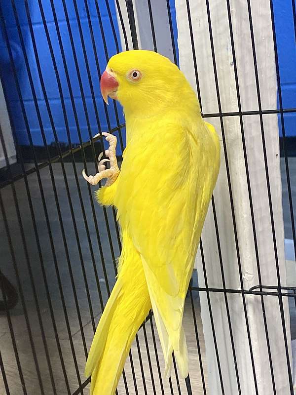 bonded-pair-exotic-parakeet-for-sale