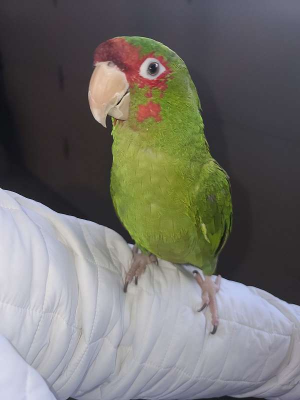 mitred-conure-for-sale