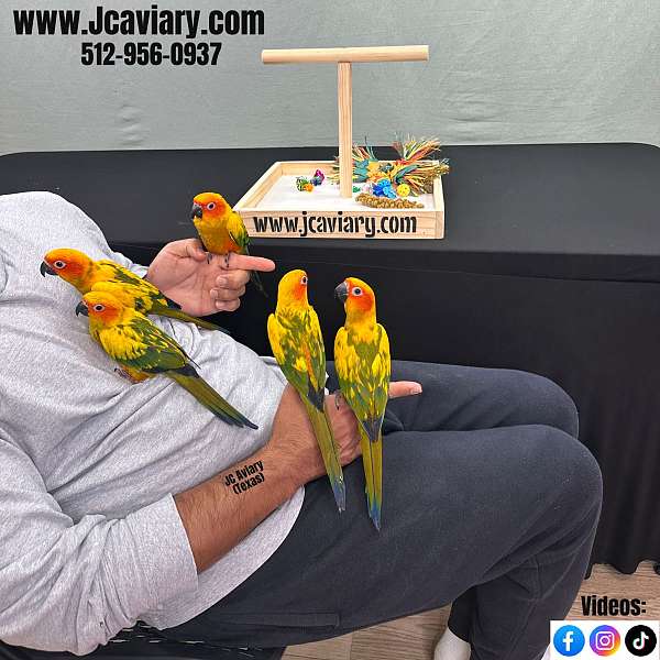 black-blue-green-cheek-conure-for-sale