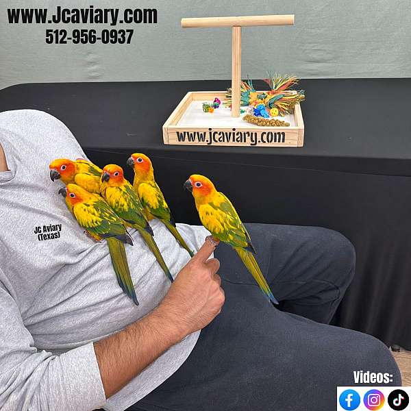 black-blue-handfed-bird-for-sale