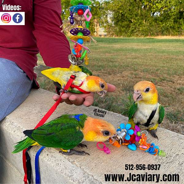 pineapple-green-cheek-conure-for-sale