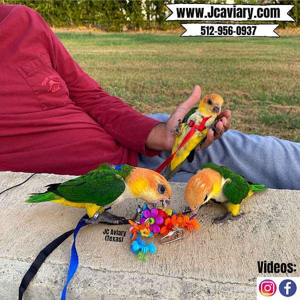 green-cheek-conure-for-sale-in-austin-tx