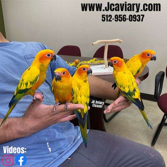 pineapple-green-cheek-conure-for-sale