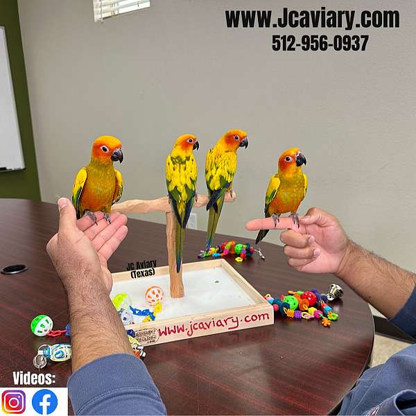 green-cheek-conure-for-sale