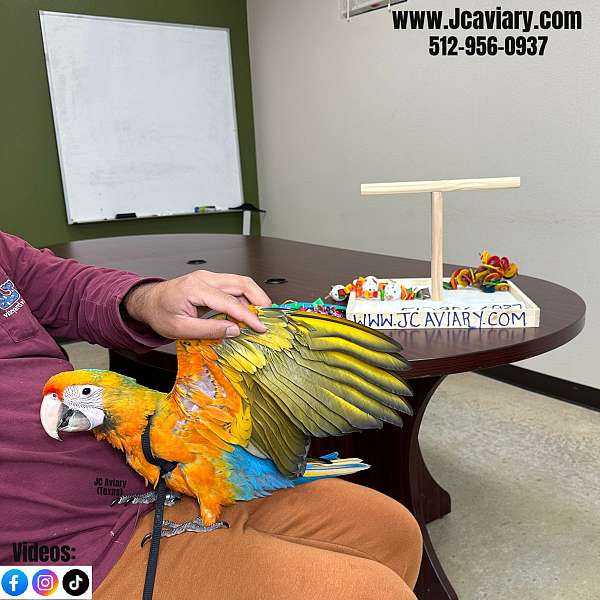 green-green-cheek-conure-for-sale