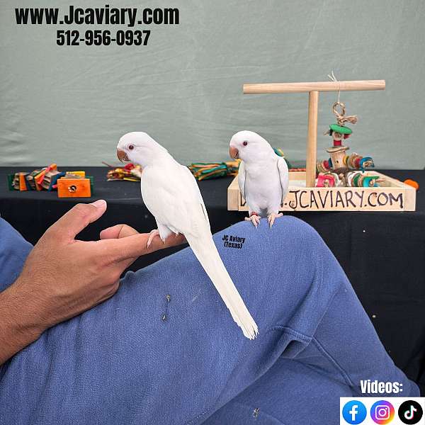 scarlet-bird-for-sale-in-austin-tx