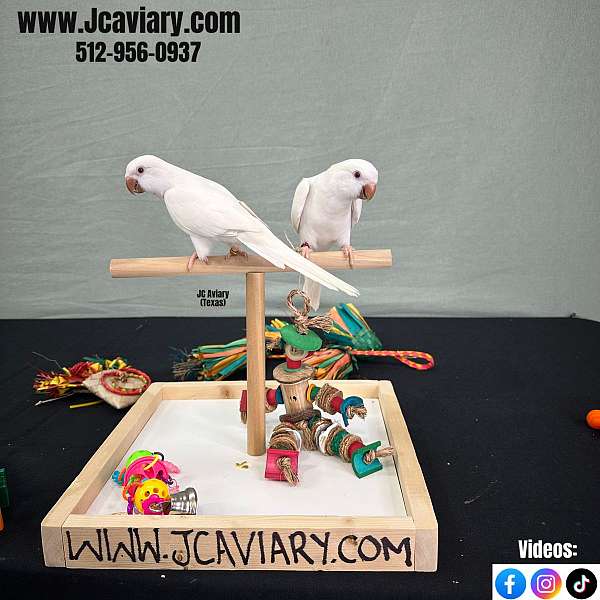 green-cheek-conure-for-sale